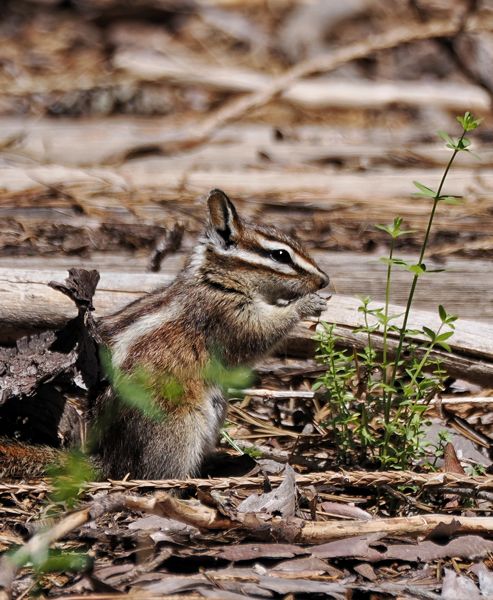 Chipmunk bij Kings Canyon, Californië